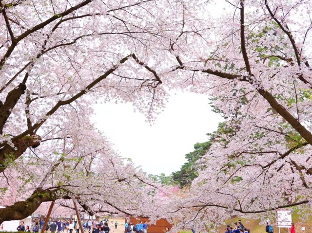Pink Dreams on the Water: Cherry Blossoms at Hirosaki Park