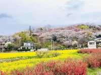 🇯🇵福島 有見過那麼色彩鮮艷的山坡嗎？ 🌼🌸