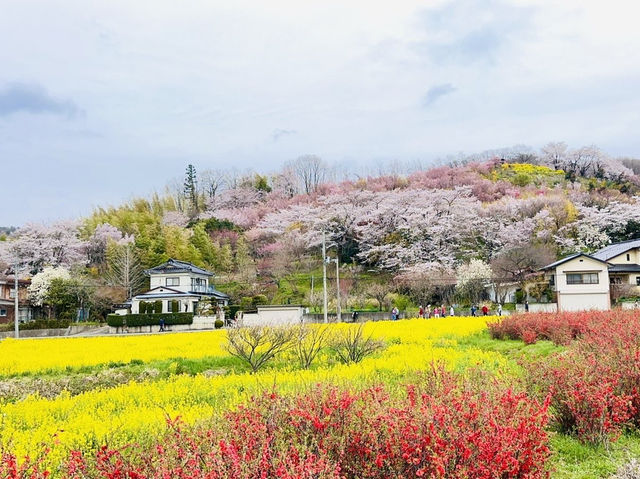 🇯🇵福島 有見過那麼色彩鮮艷的山坡嗎？ 🌼🌸