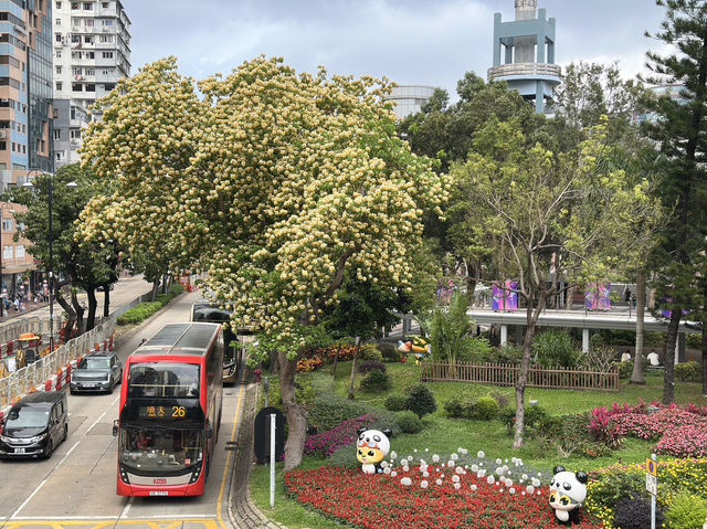 香港好去處 | 復活節賞花(上) | 魚木 | 藍花楹