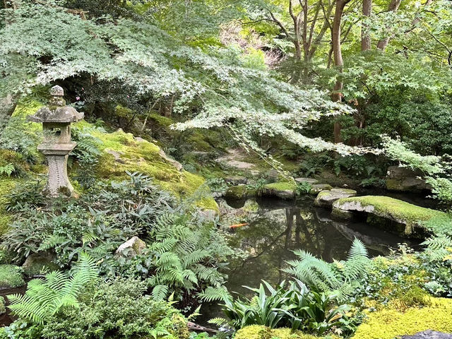 🇯🇵【京都】特別拝観期間だけ拝観できる！瑠璃光院！
