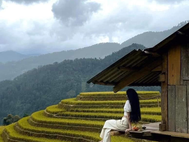 MÙ CANG CHẢI | MÙA VÀNG TRÊN NÓC NHÀ MÂY