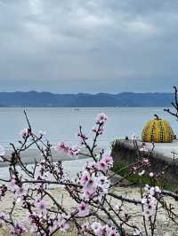 瀨戶內海的藝術巡禮-直島/豊島