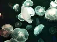 #新加坡S.E.A Aquarium-新加坡聖淘沙島