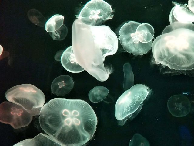 #新加坡S.E.A Aquarium-新加坡聖淘沙島