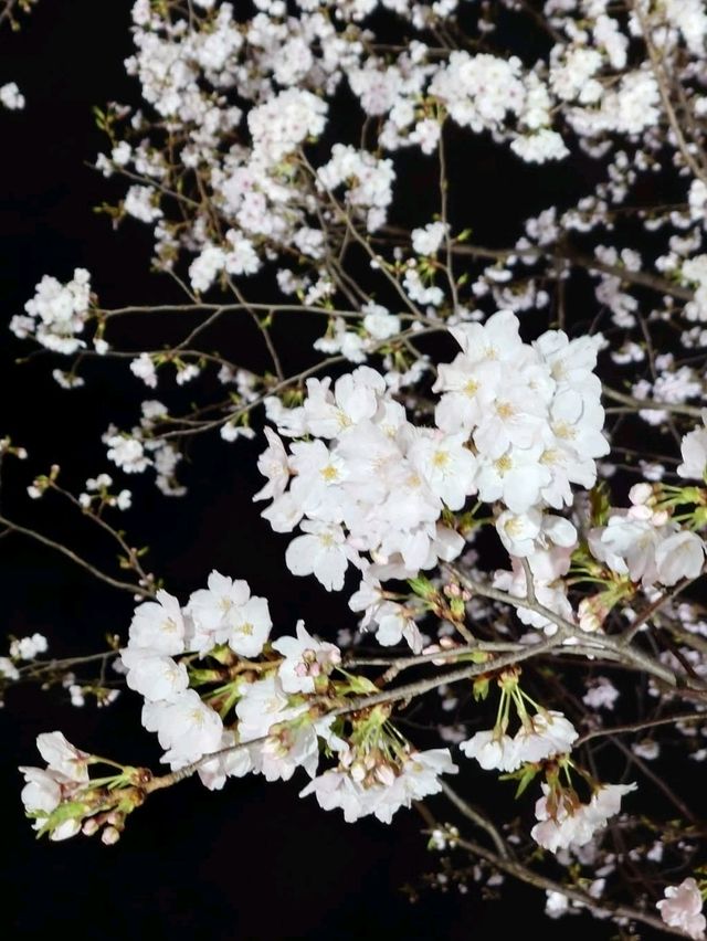 City Lights, Cool Vibes, and Petals on the Side