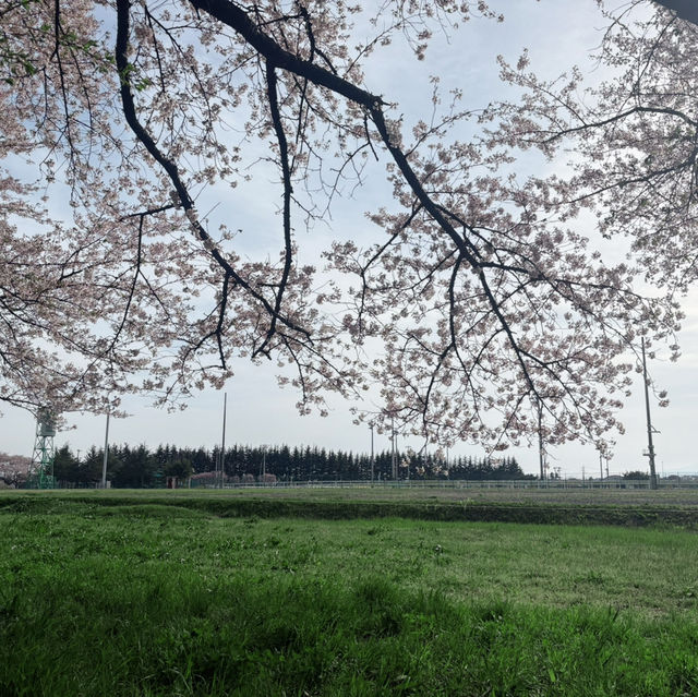 Full bloom at Mizusawa Race Track 🌸🏇