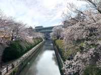 Cherry Blossom Wonderland Along the Shingashi River