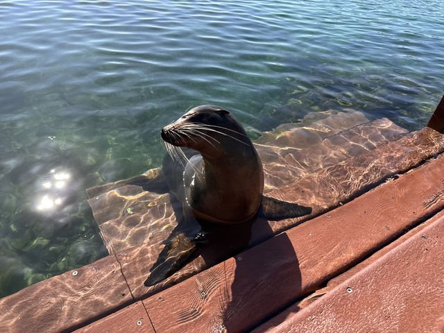 【イサベラ島】ペンギンとアシカと泳げる、赤道直下の野生の楽園。