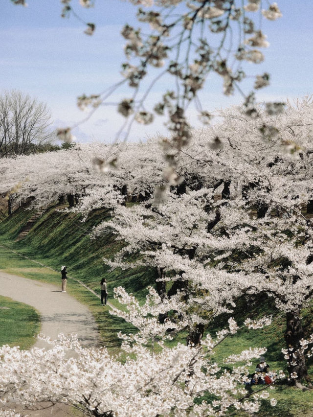 🌸 Hakodate | Why Did No One Tell Me It Was This Beautiful?! 🌸