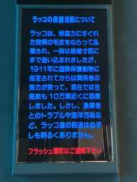 日本ではここにしかいないラッコ　鳥羽水族館
