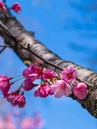 Illuminated Blossoms in a Historic Setting