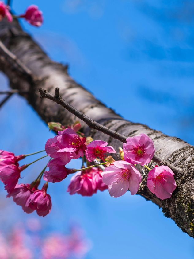 Illuminated Blossoms in a Historic Setting