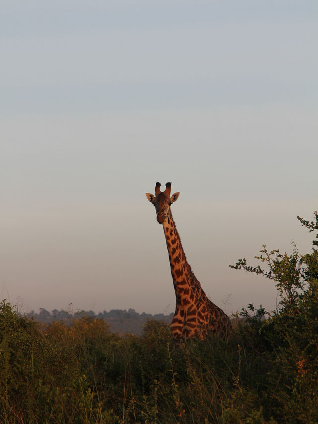 Unreal Safari Just Minutes from Nairobi Airport!