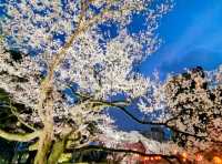 仙台市中心賞櫻好去處---榴岡公園，白天晚上都很夢幻！