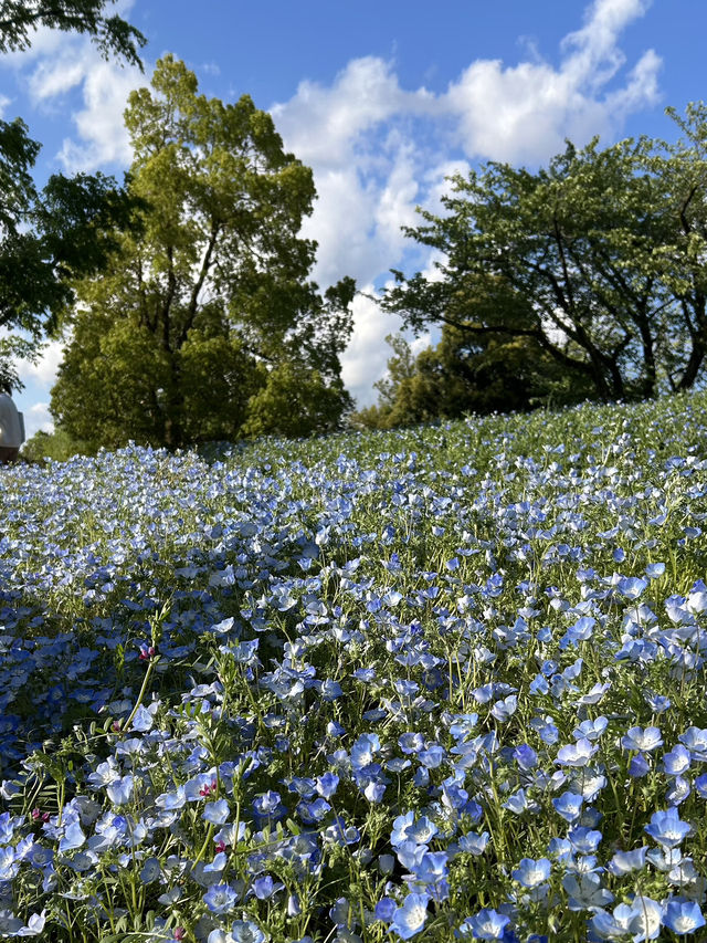 【富山】🌷砺波チューリップフェア🌷