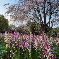Chidorigafuchi Park: Tokyo’s Cherry Blossom Paradise