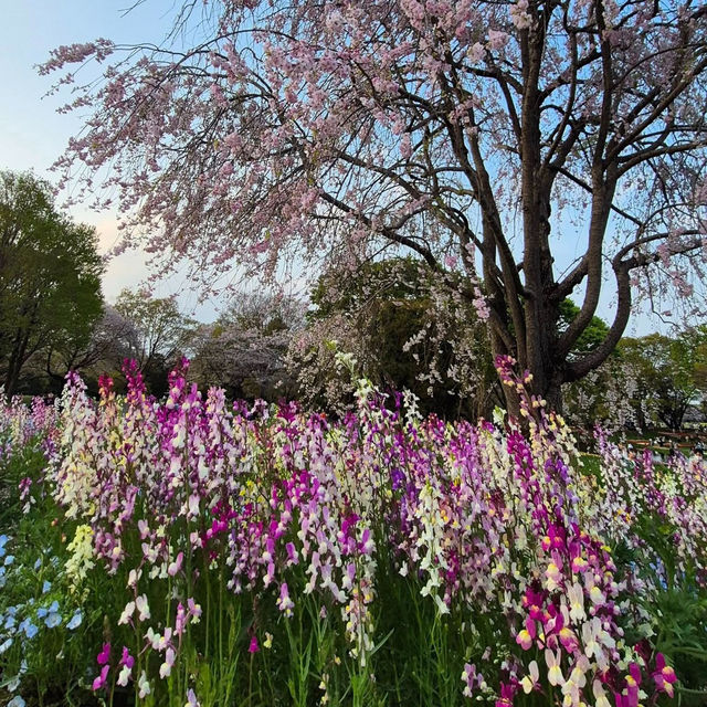 Chidorigafuchi Park: Tokyo’s Cherry Blossom Paradise