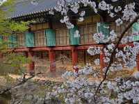 Cherry Blossom Templestay