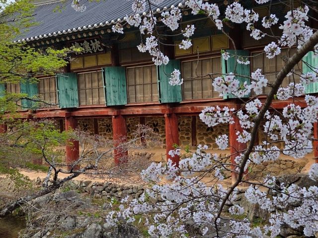 Cherry Blossom Templestay