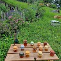 Pure Magic at Hobbiton – A Journey Worth Taking