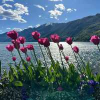 Weekend Escape to Ascona: Switzerland's Sunny Lakeside Paradise!** 🌞🌊  