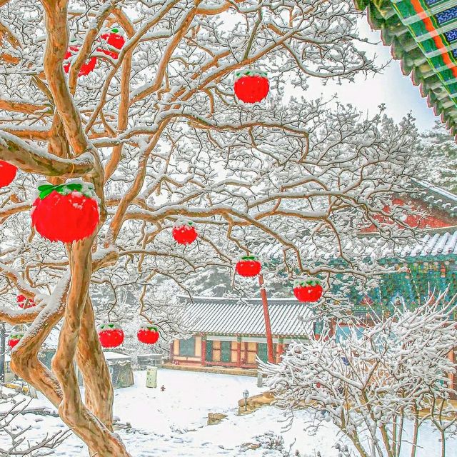 Daegu: Korea’s Secret Spring Sanctuary