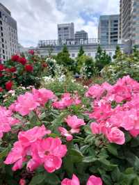 【横浜】百花繚乱の横浜へ行こう