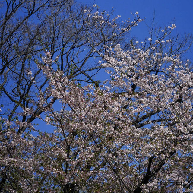 上野公園 (Ueno Park)