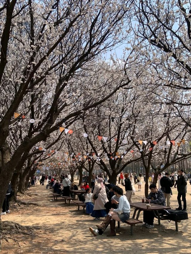 春日絕景，小倉城櫻影夢幻行。