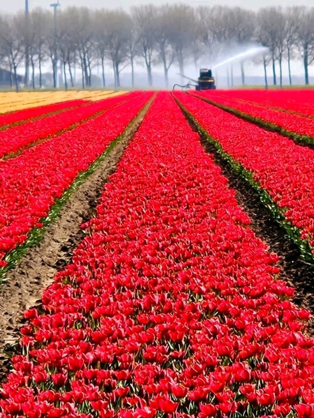 Noordoostpolder Tulip Fields: A Hidden Gem in Full Bloom