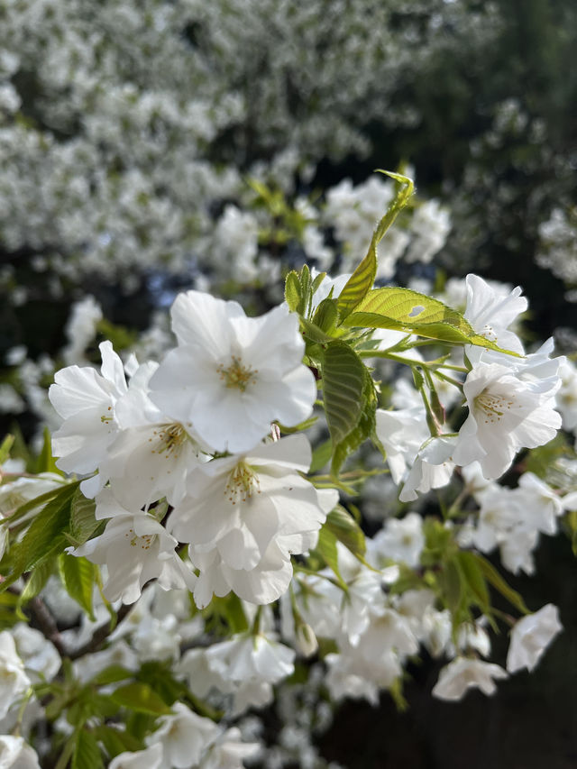 🌸【春日花季攻略】國營常陸海濱公園｜錯過粉蝶花也不怕，鬱金香、櫻花、童話風車一次收服你的鏡頭！