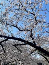 YEOJWACHEON STREAM | KOREA’S ROMANTIC CHERRY BLOSSOM WALKWAY 🌸🌉