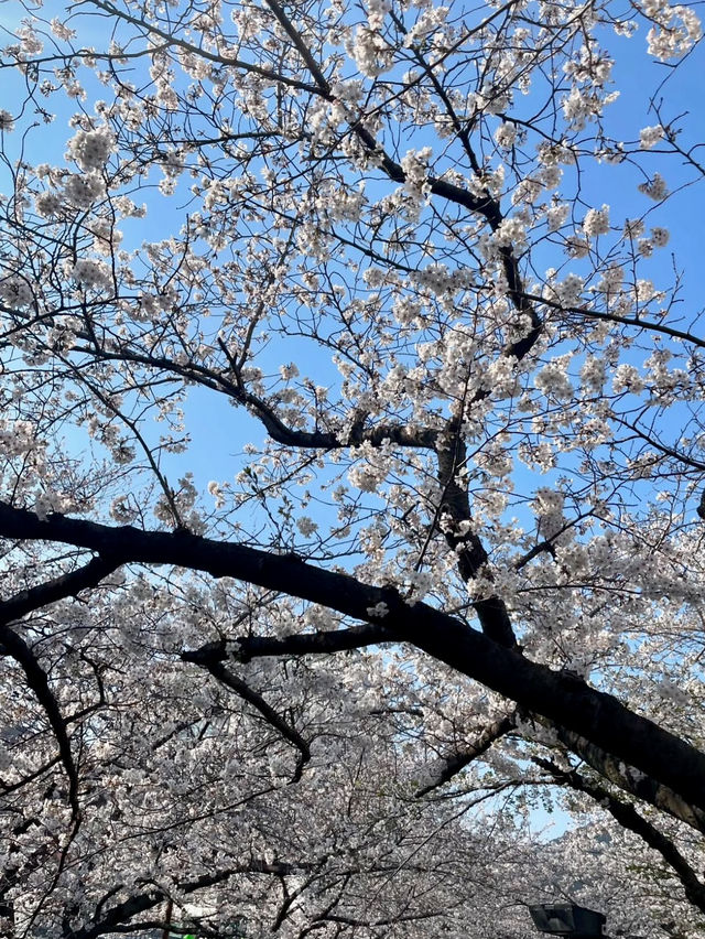 YEOJWACHEON STREAM | KOREA’S ROMANTIC CHERRY BLOSSOM WALKWAY 🌸🌉