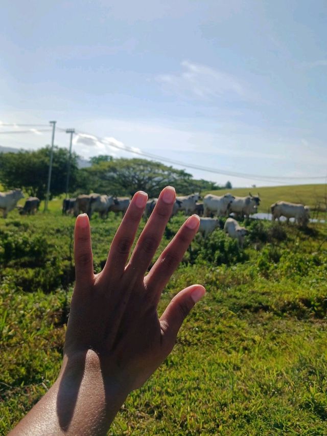 Koitaki Country Club 