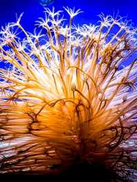 Journey into the Blue: Okinawa Churaumi Aquarium’s Ocean Wonders