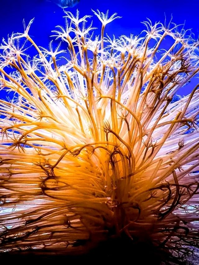 Journey into the Blue: Okinawa Churaumi Aquarium’s Ocean Wonders