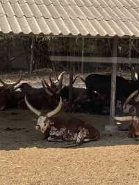 Safari World曼谷塞福瑞野生動物園🦧紅毛猩猩對你又親又抱 超熱情❤️‍🔥