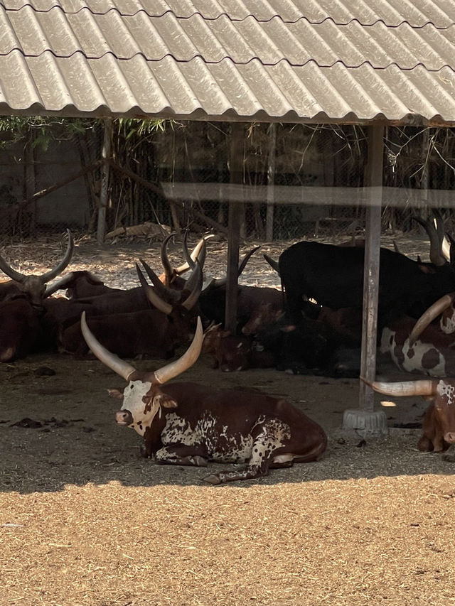 Safari World曼谷塞福瑞野生動物園🦧紅毛猩猩對你又親又抱 超熱情❤️‍🔥