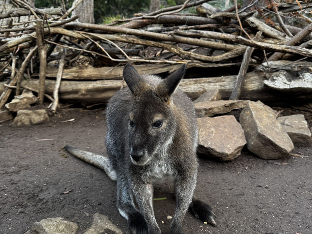 Cataract Gorge Reserve朗賽斯頓激流峽谷