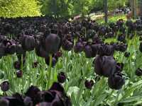 Keukenhof ทุ่งทิวลิปแดนดินสรวงสวรรค์
