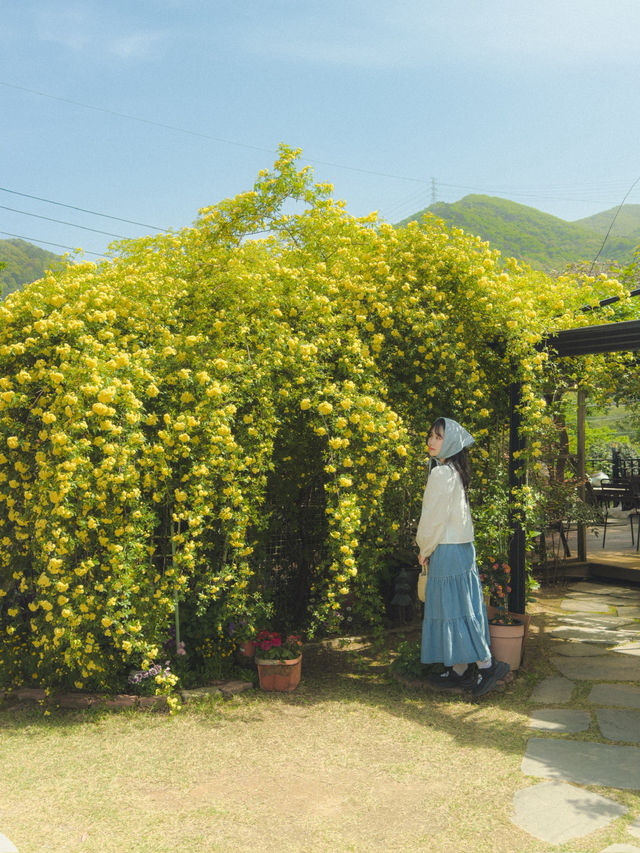 동화 속 분위기의 목향장미 카페💛  