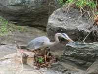 Climb, Scramble, Breathe: The Billy Goat Trail Adventure
