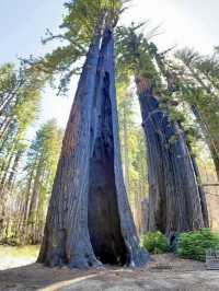 A Walk Through California’s Oldest State Park