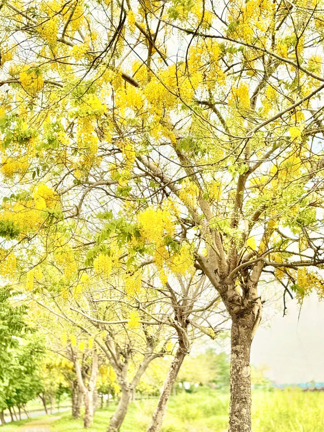 崙頂里河堤步道