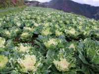 A Blooming Escape: Northern Blossom Flower Farm, Atok, Benguet
