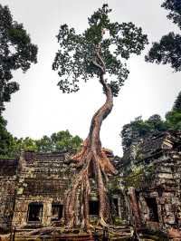 Ta prohm as tomb raider temple 