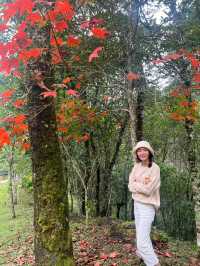  ตามหาใบเมเปิ้ลแดงกลางขุนเขา 🌄 🍁