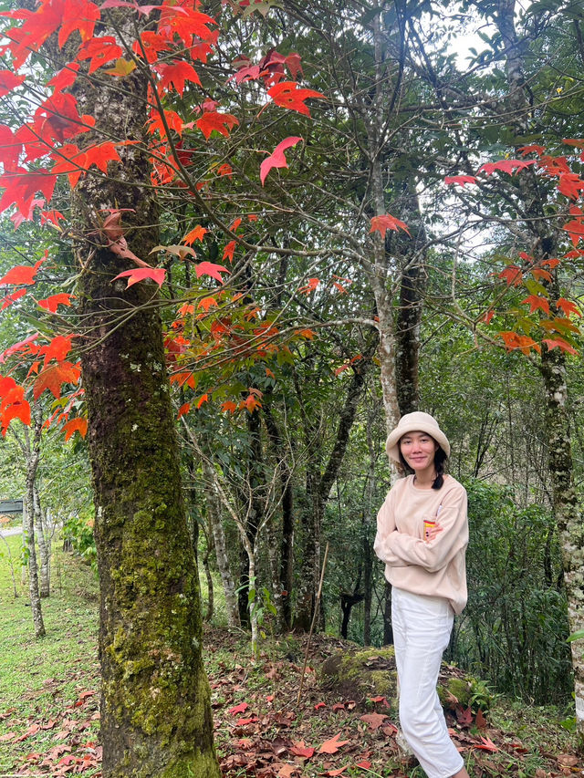  ตามหาใบเมเปิ้ลแดงกลางขุนเขา 🌄 🍁