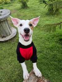 ภูผาม่าน จ.ขอนแก่น #pet friendly 
